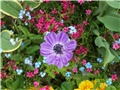 anemona, šumarica - lat. Anemone coronaria